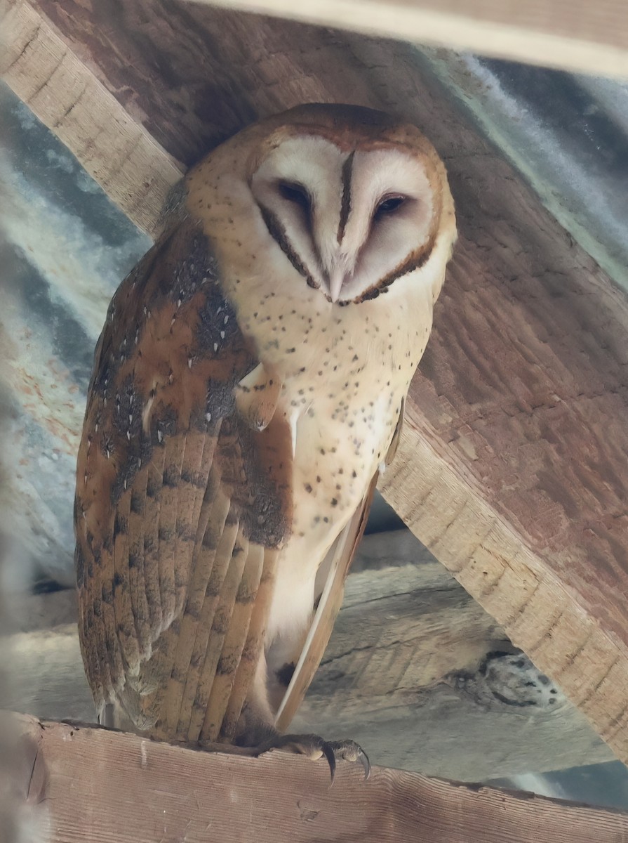 Barn Owl - ML620051442