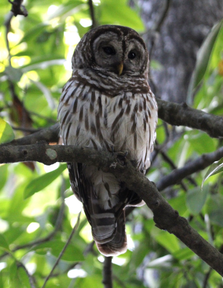 Barred Owl - ML620051443