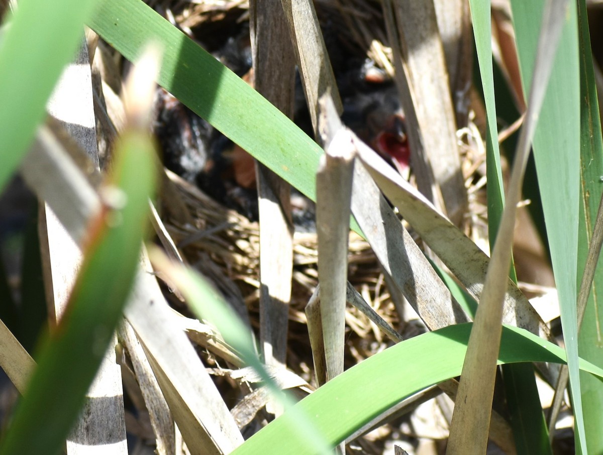 Red-winged Blackbird - ML620051458