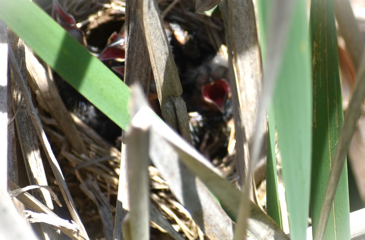 Red-winged Blackbird - ML620051460