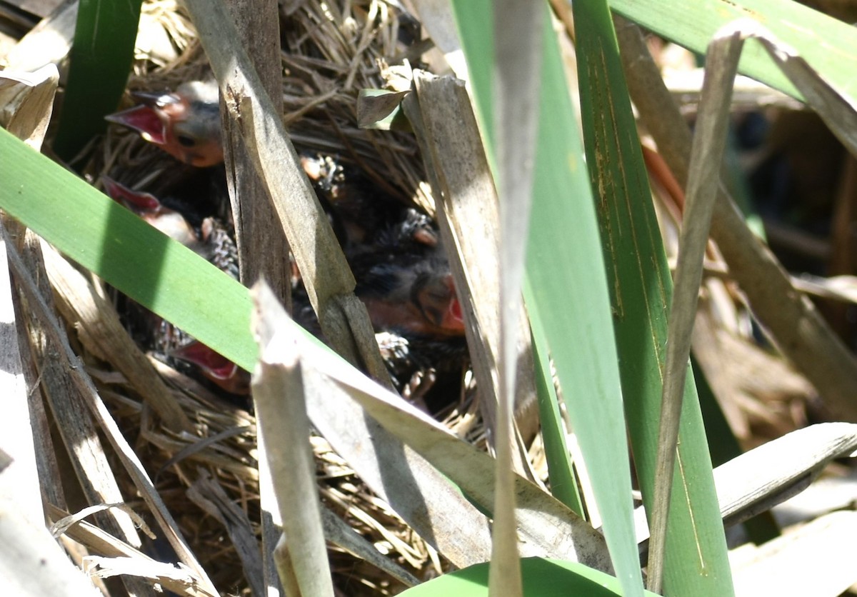 Red-winged Blackbird - ML620051462