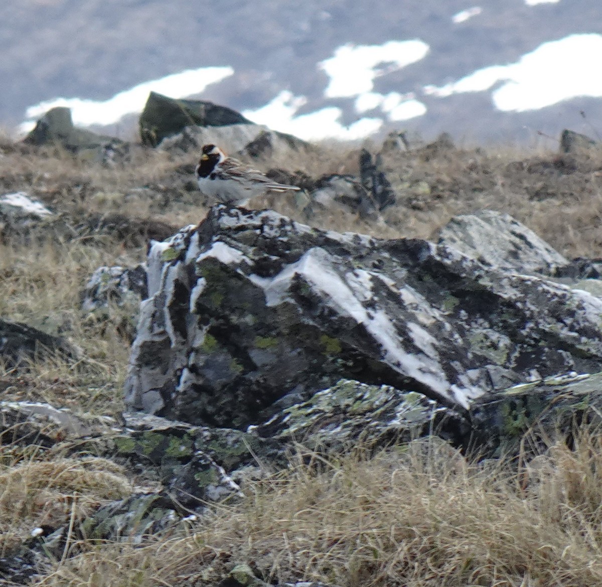 Lapland Longspur - ML620051468