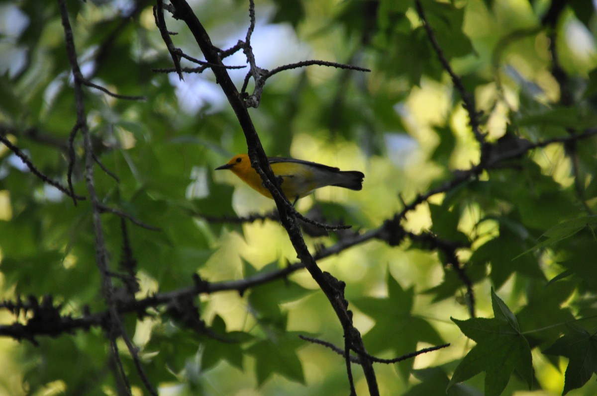 Prothonotary Warbler - ML620051472