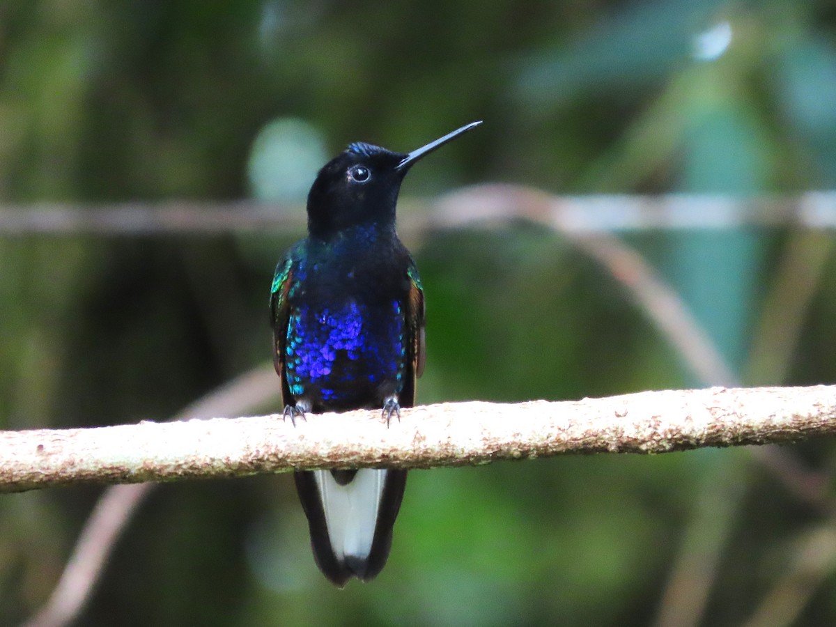 kolibřík hyacintový - ML620051500