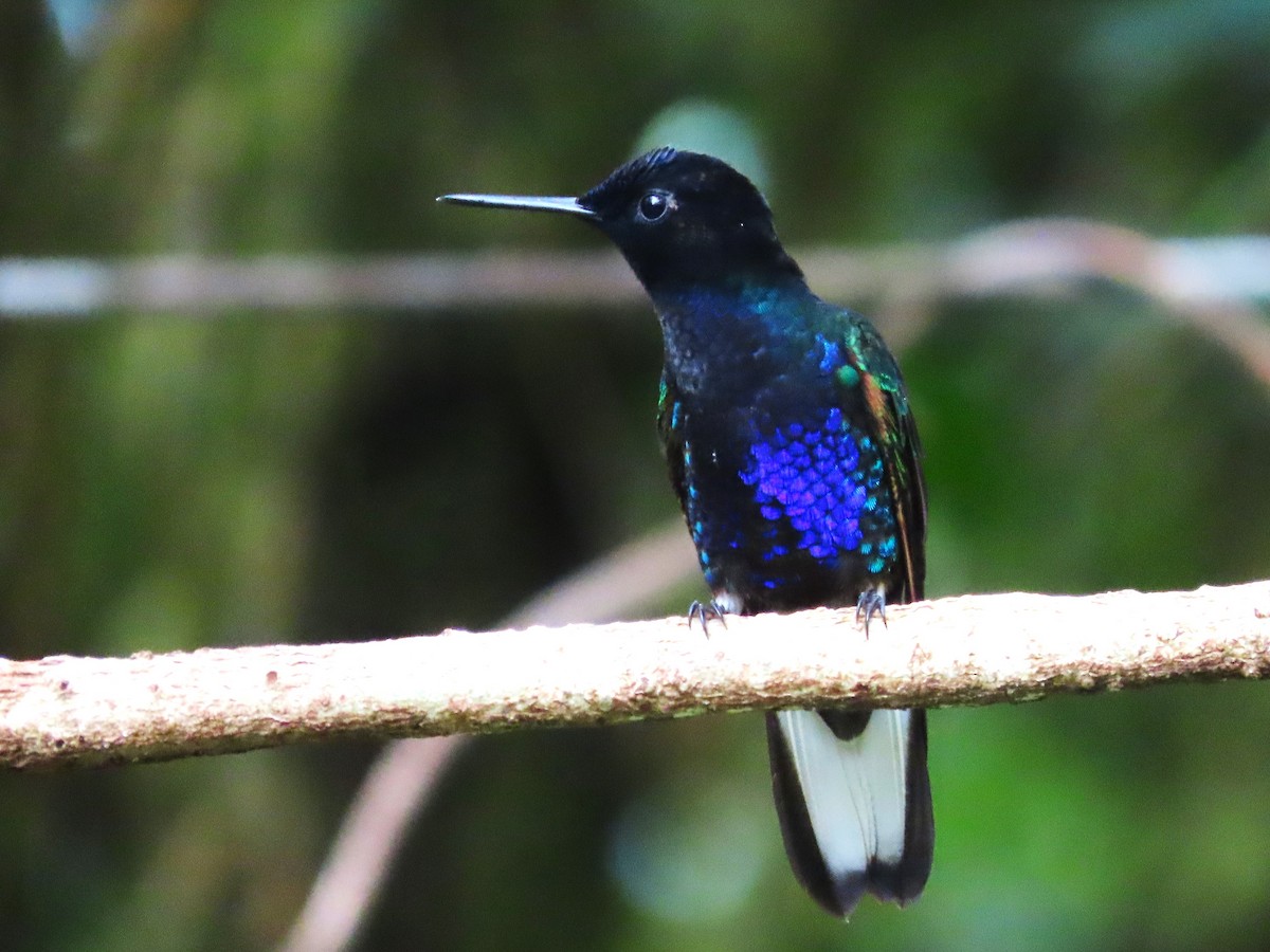 kolibřík hyacintový - ML620051501