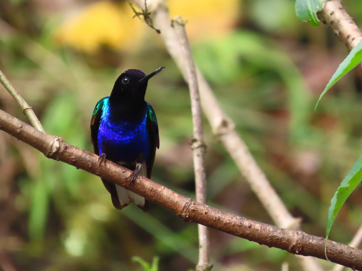 kolibřík hyacintový - ML620051504
