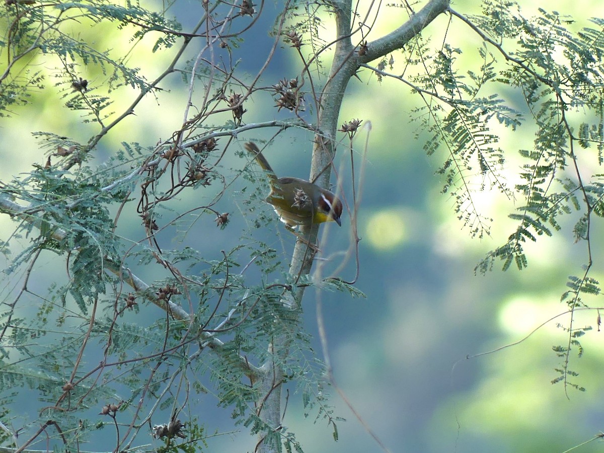 Rufous-capped Warbler - ML620051517