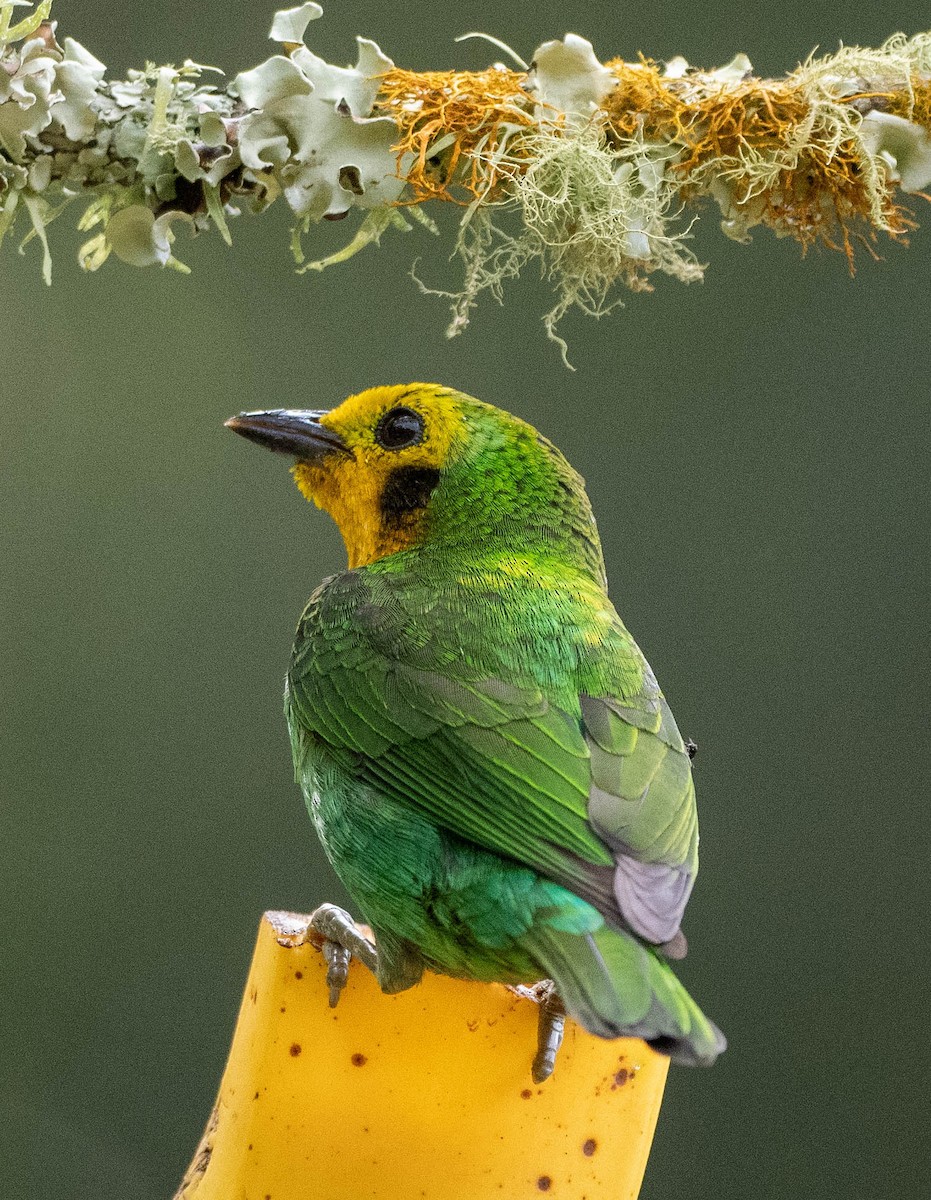 Multicolored Tanager - ML620051528