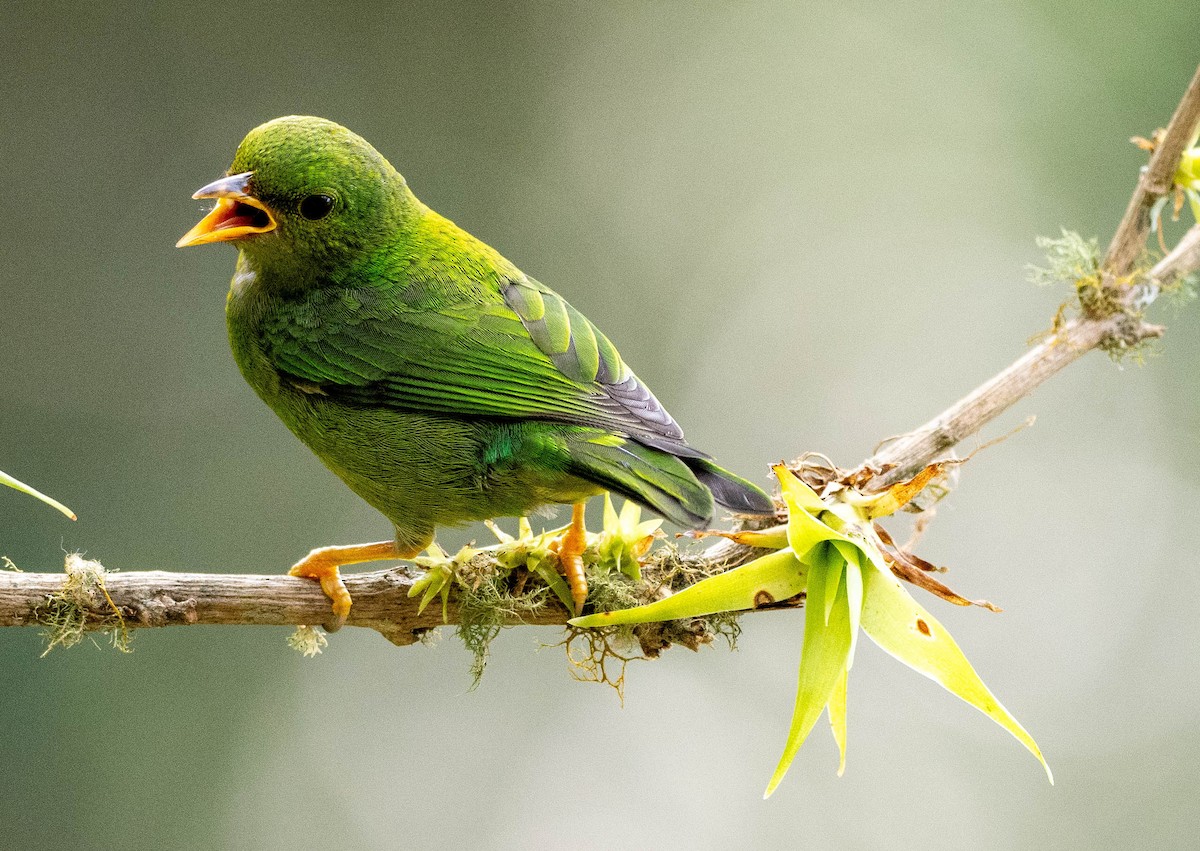 Multicolored Tanager - ML620051529