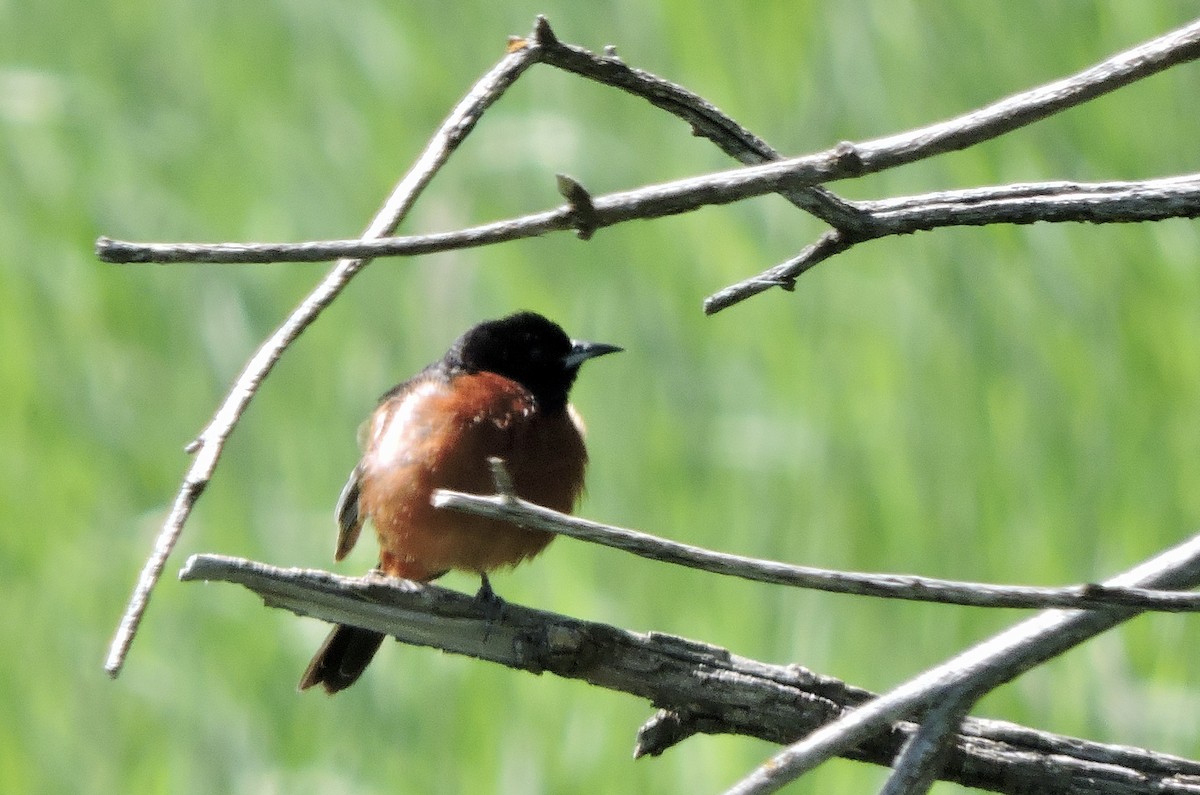 Orchard Oriole - ML620051545