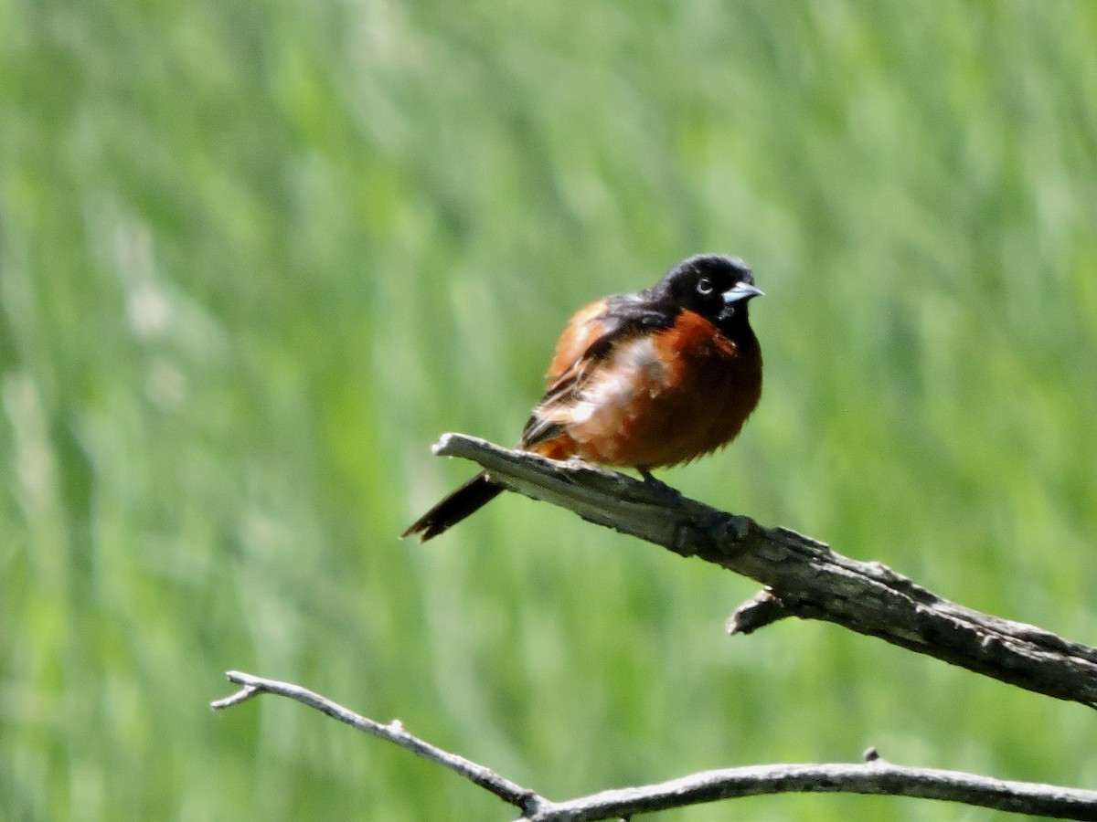 Orchard Oriole - ML620051546
