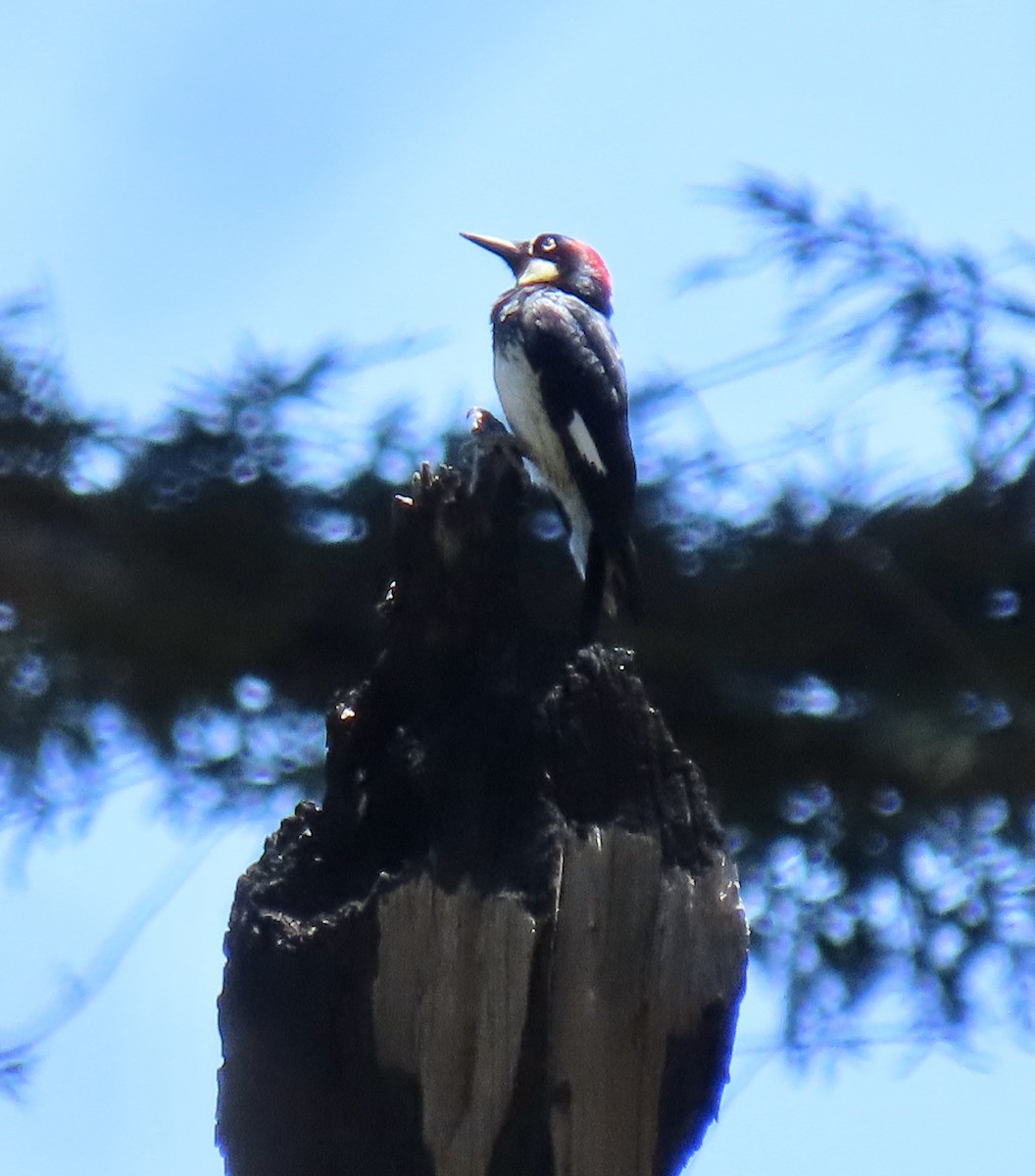 Acorn Woodpecker - ML620051551