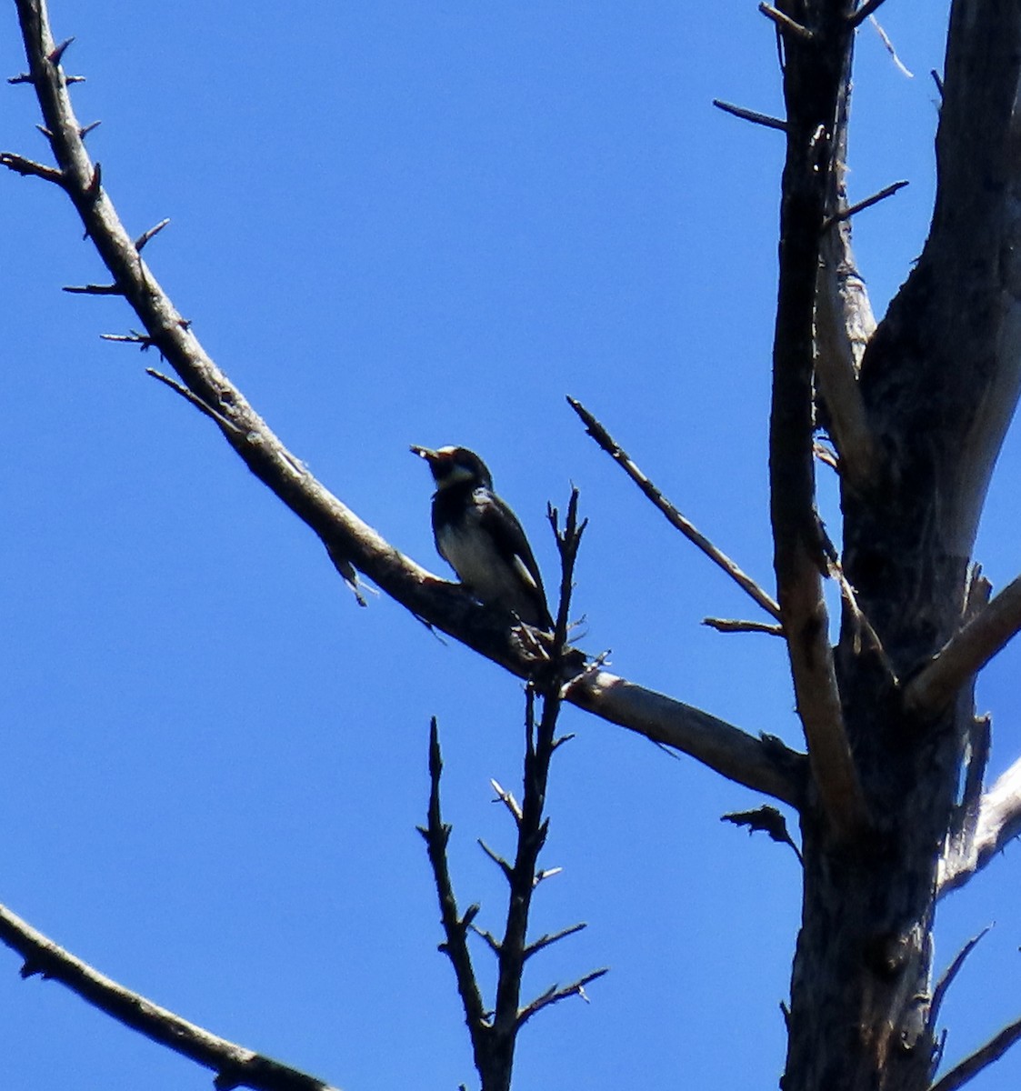Acorn Woodpecker - ML620051552