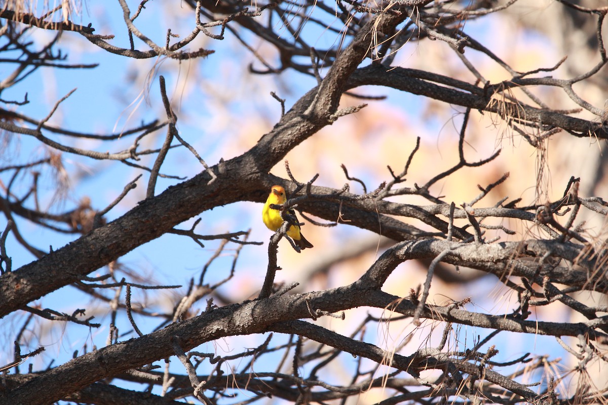 Western Tanager - ML620051553