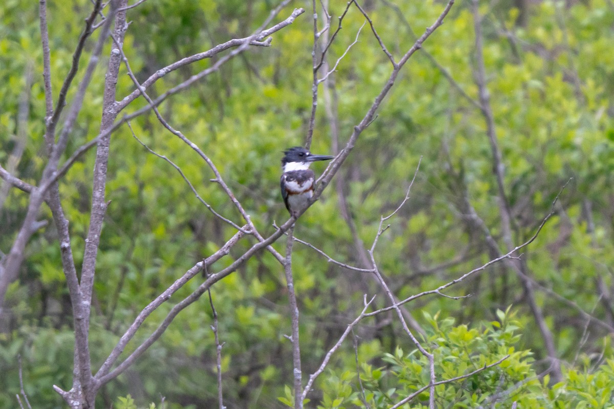 Belted Kingfisher - ML620051554