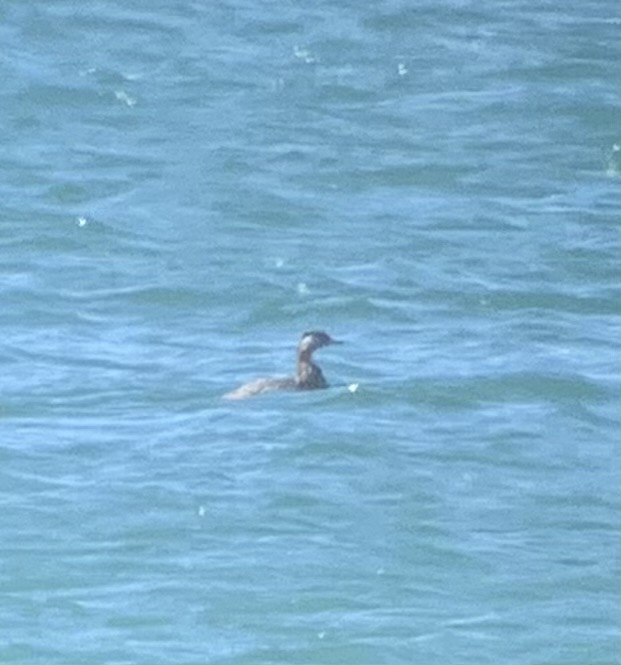 Red-necked Grebe - ML620051560