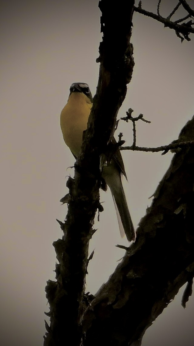 Yellow-breasted Chat - ML620051586