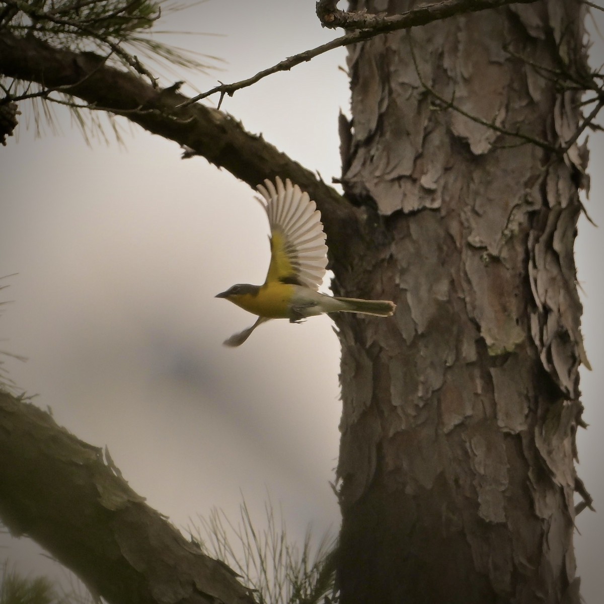 Yellow-breasted Chat - ML620051591