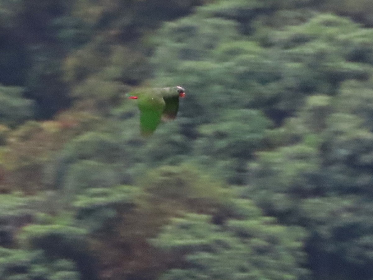 Папуга-червоногуз зеленоголовий - ML620051592