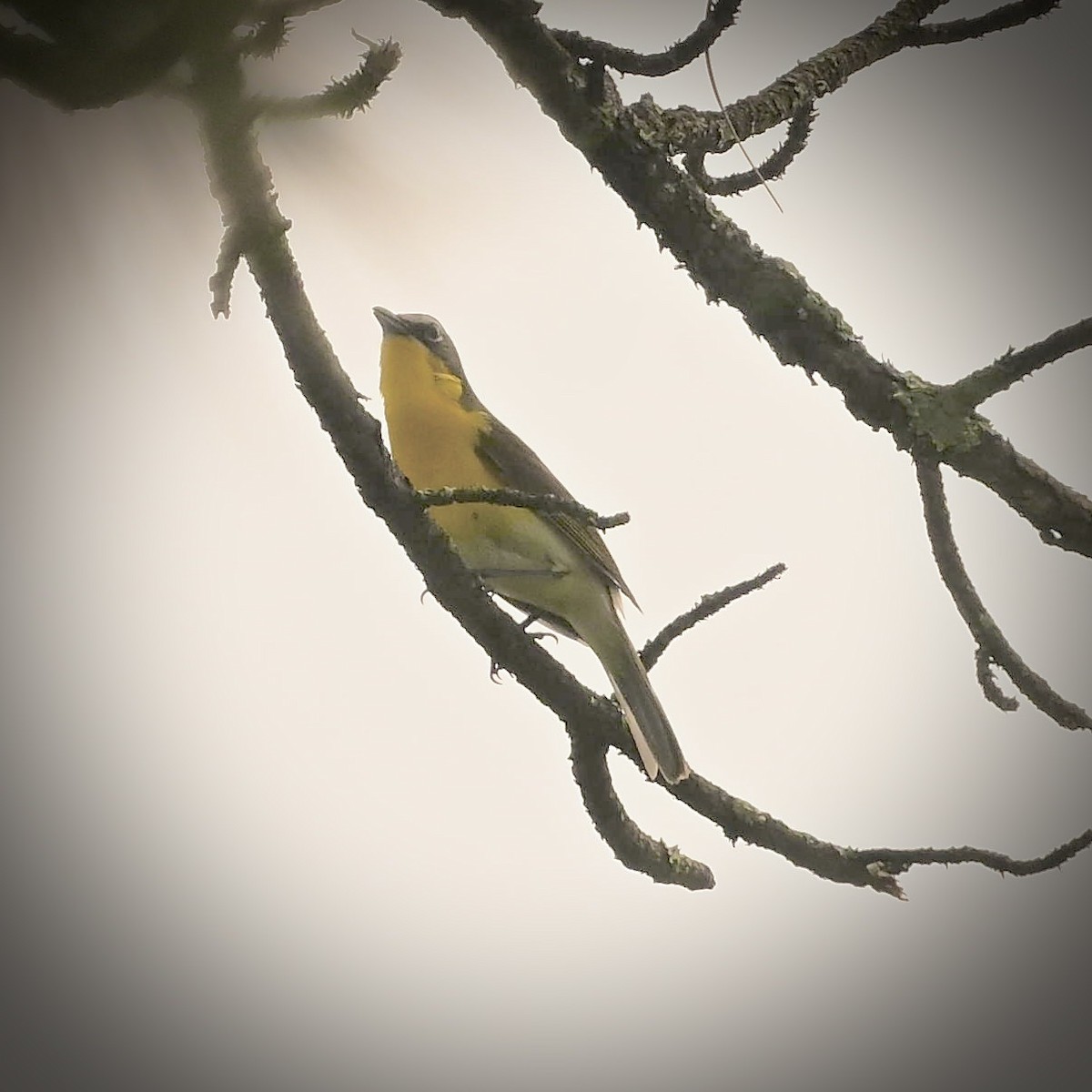 Yellow-breasted Chat - ML620051593