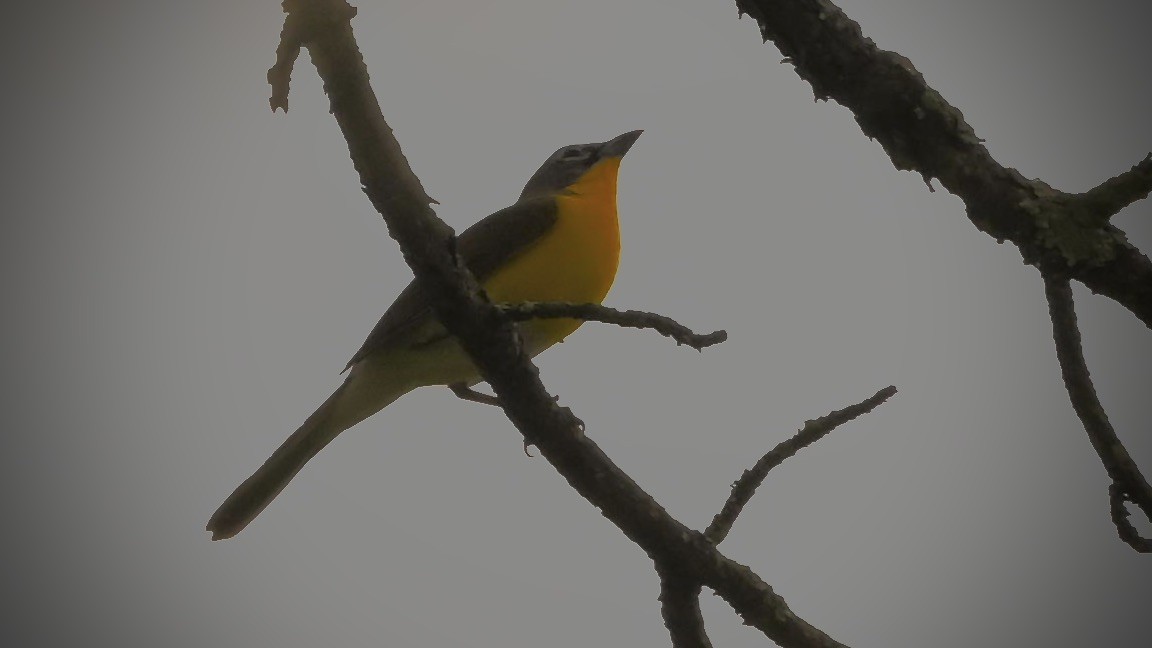 Yellow-breasted Chat - ML620051599