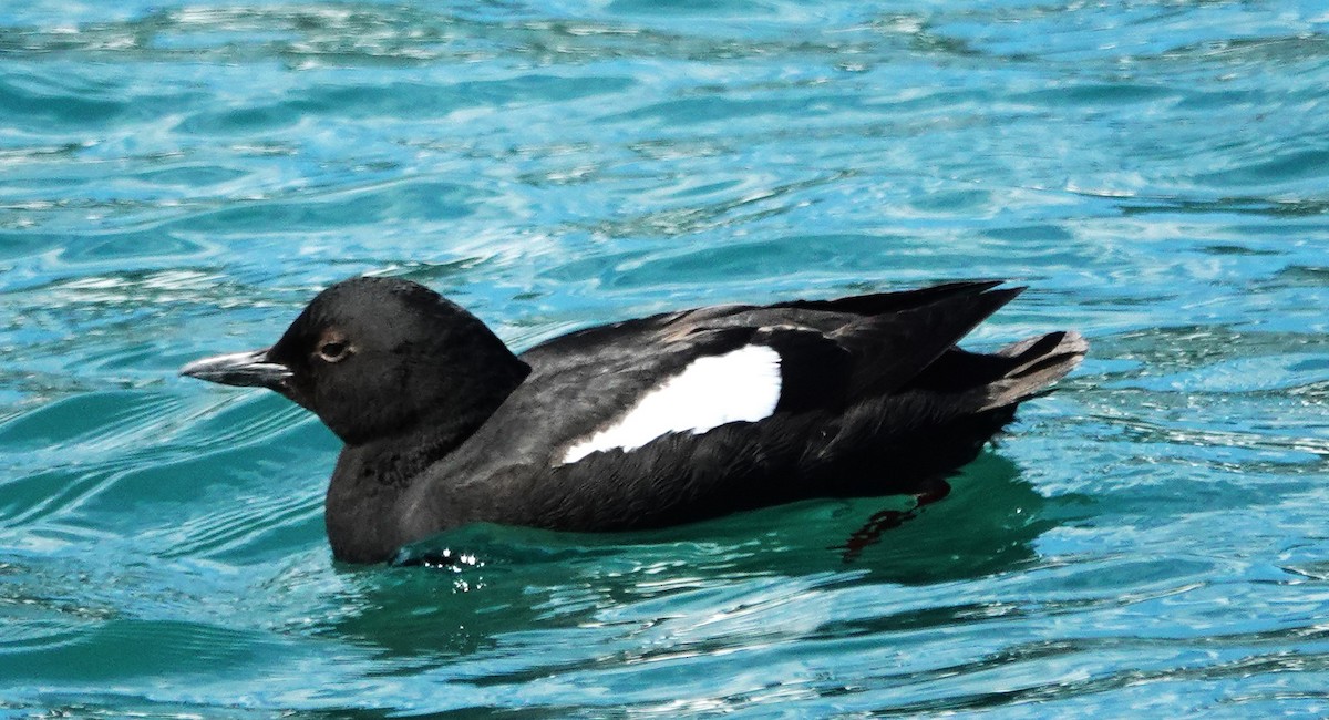 Pigeon Guillemot - ML620051604