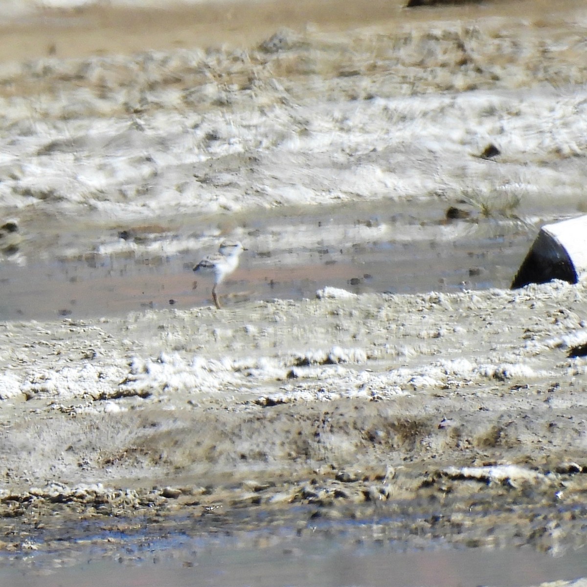 Snowy Plover - ML620051606