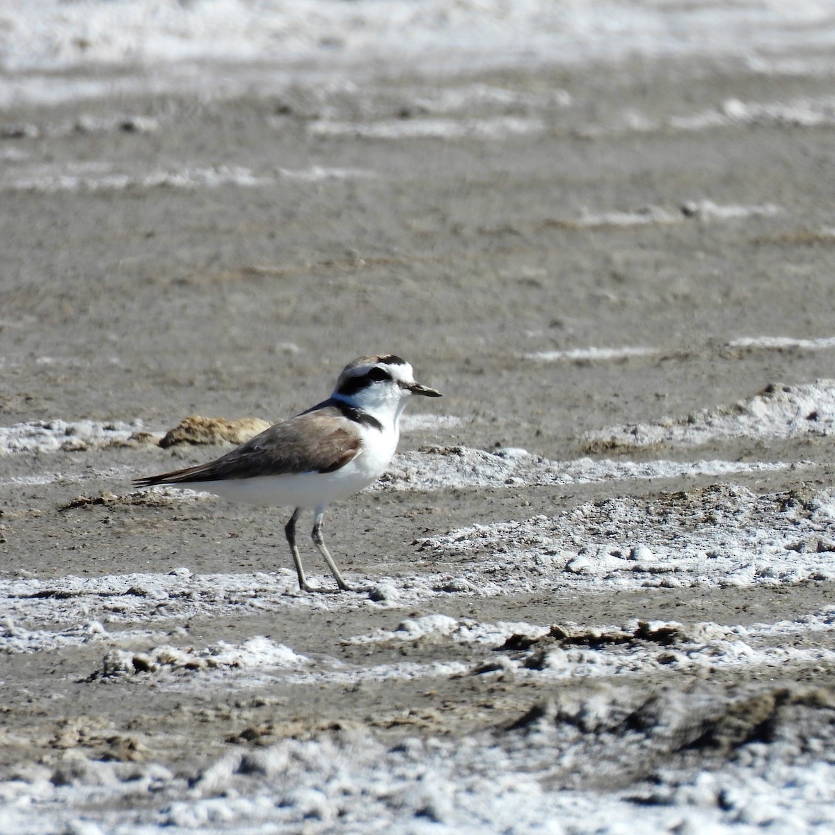 Snowy Plover - ML620051607