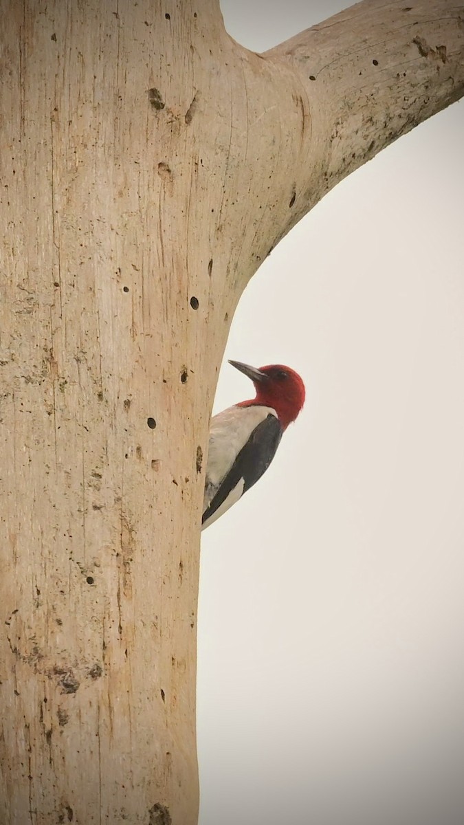 Red-headed Woodpecker - ML620051611