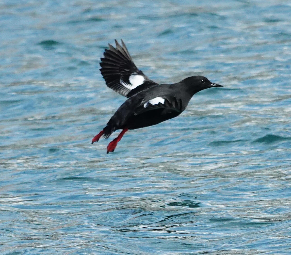 Pigeon Guillemot - ML620051614