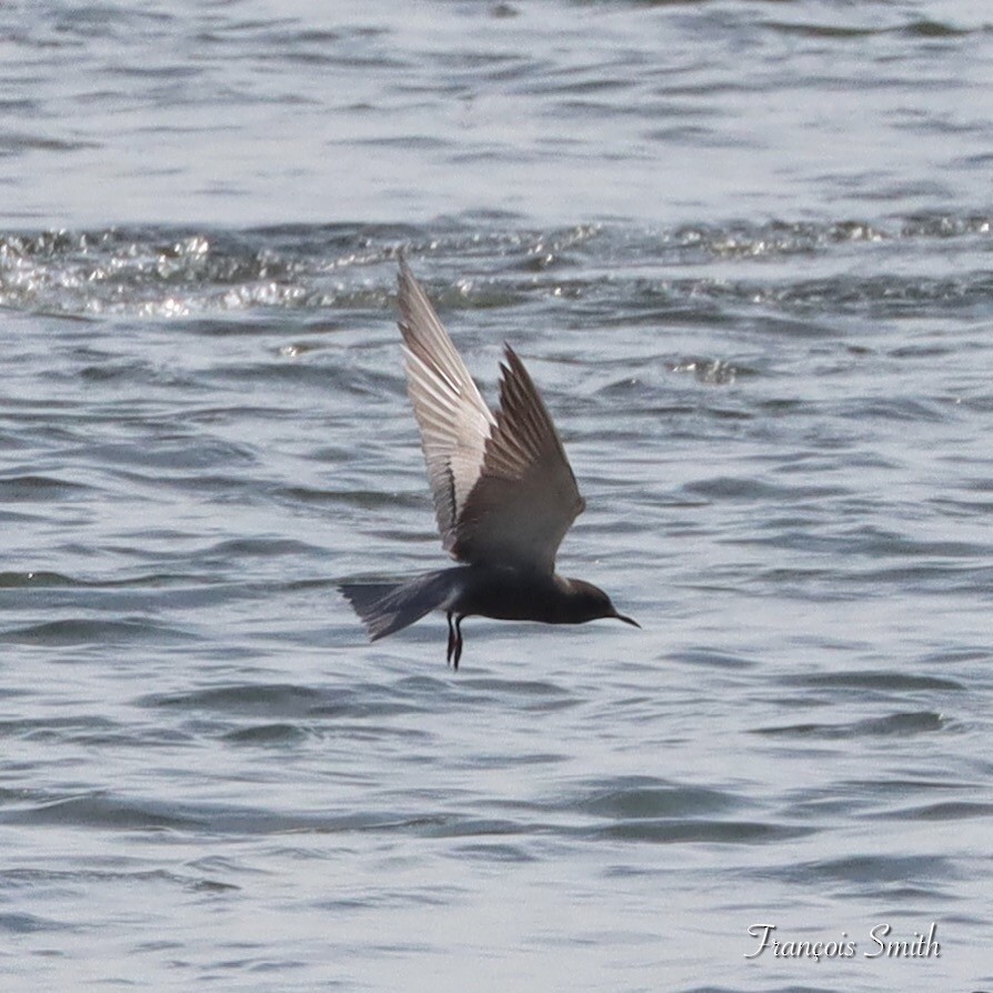 Black Tern - ML620051615