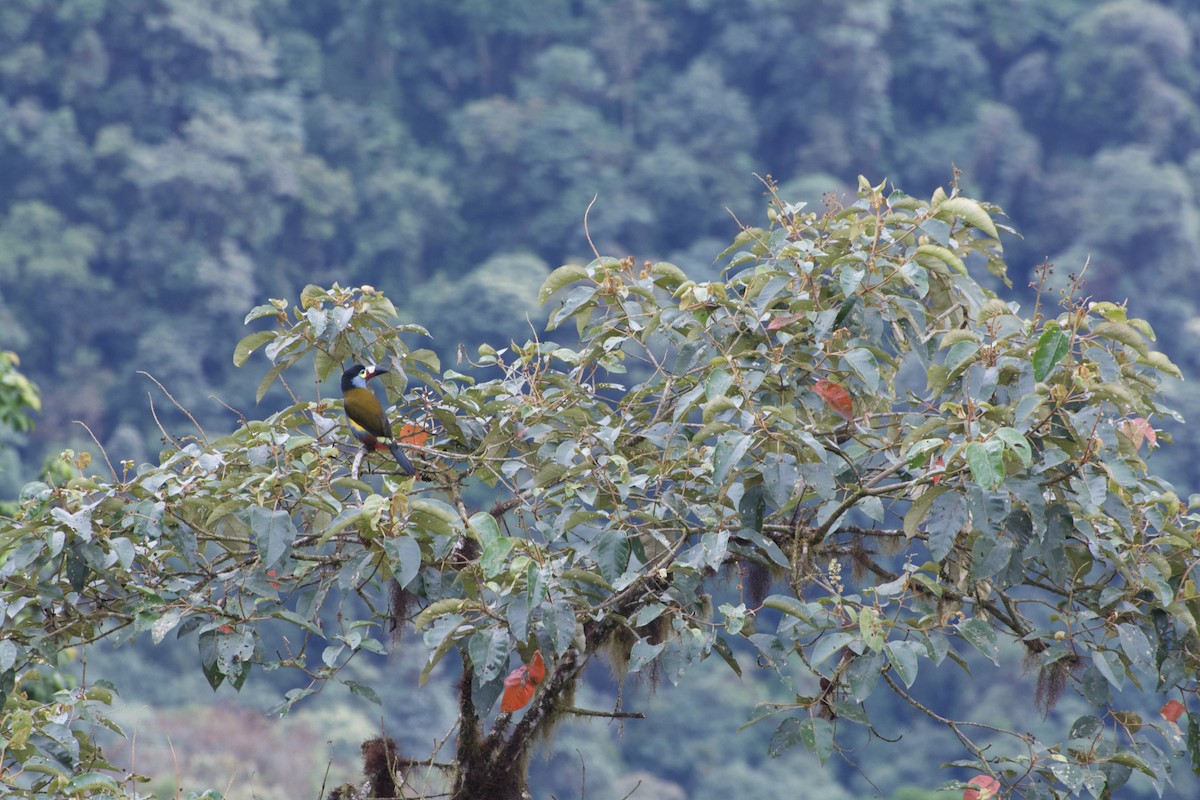 Plate-billed Mountain-Toucan - JB Mathis