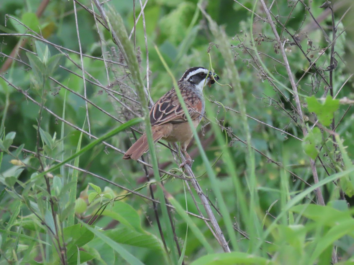 Stripe-headed Sparrow - ML620051623