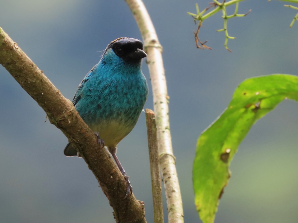 Golden-naped Tanager - ML620051625