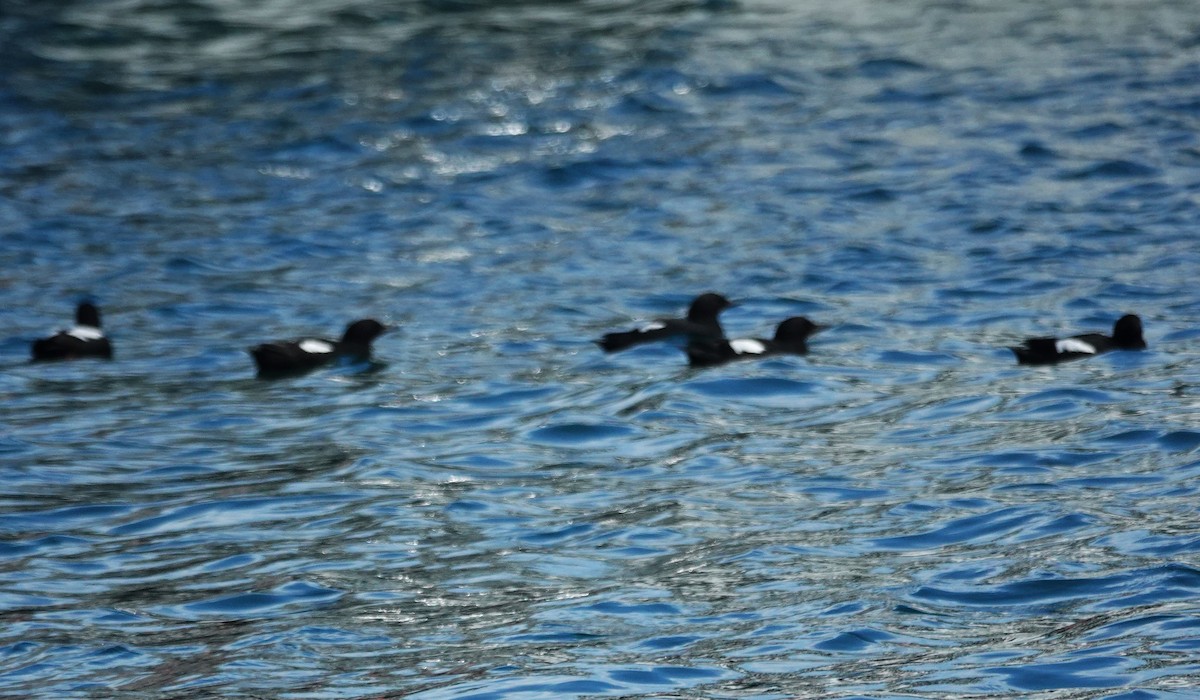 Pigeon Guillemot - ML620051642