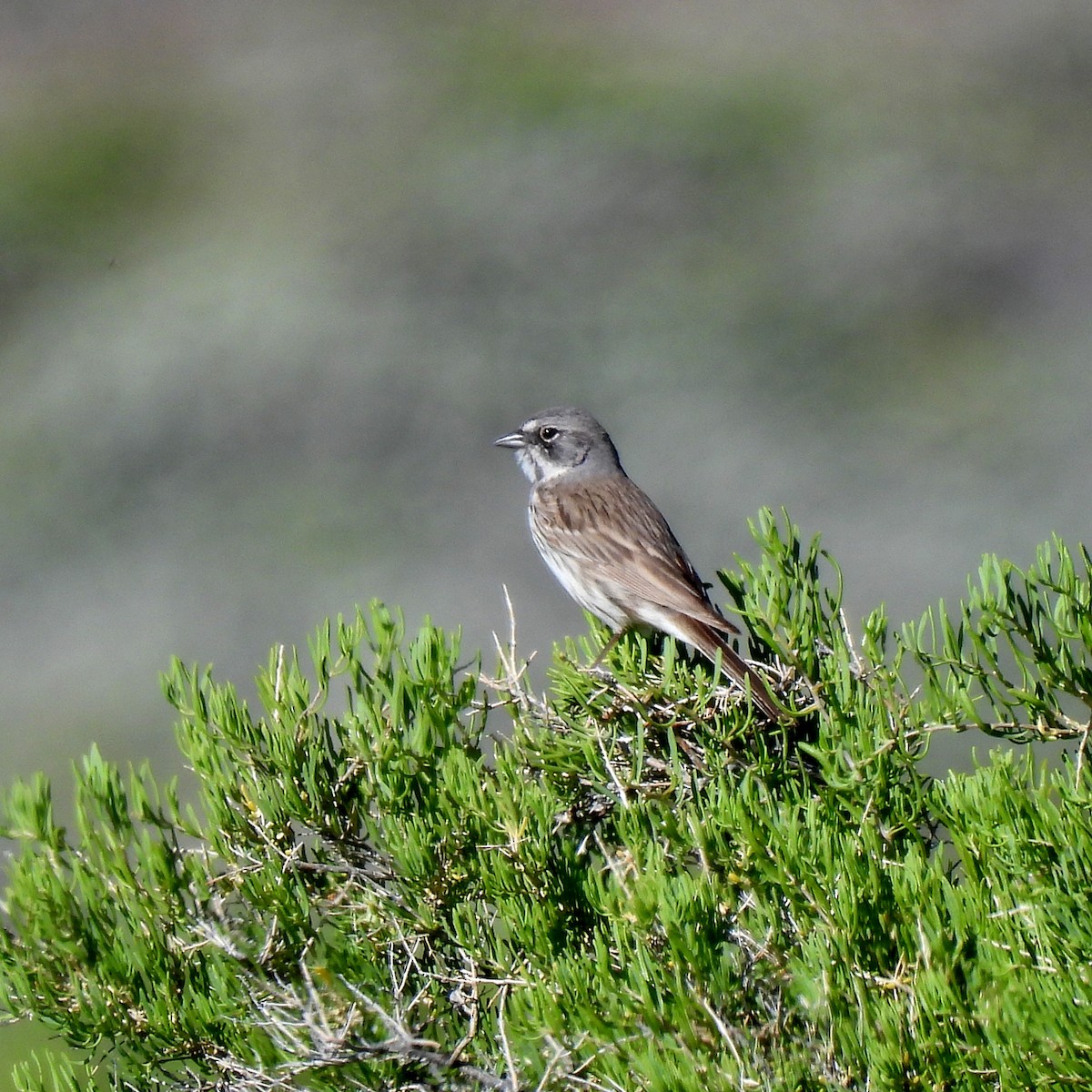 Sagebrush Sparrow - ML620051645