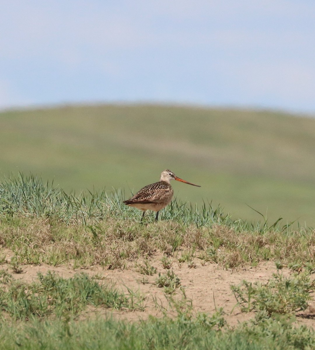 Marbled Godwit - ML620051647