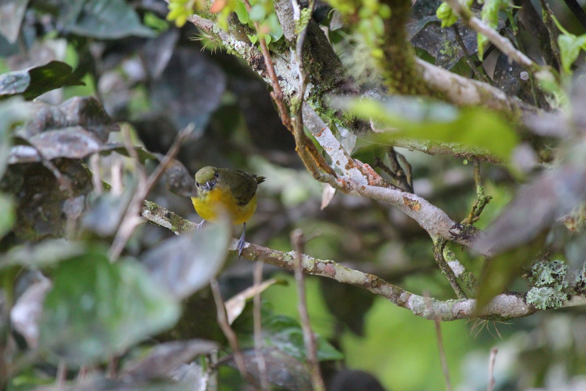 Thick-billed Euphonia - ML620051683