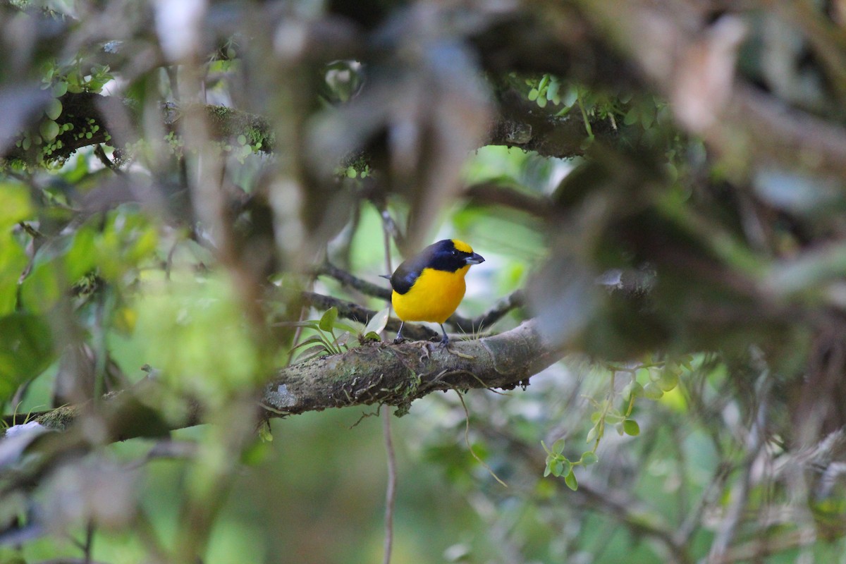 Thick-billed Euphonia - ML620051684