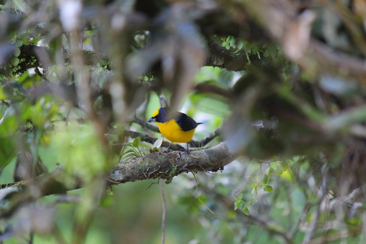 Thick-billed Euphonia - ML620051685