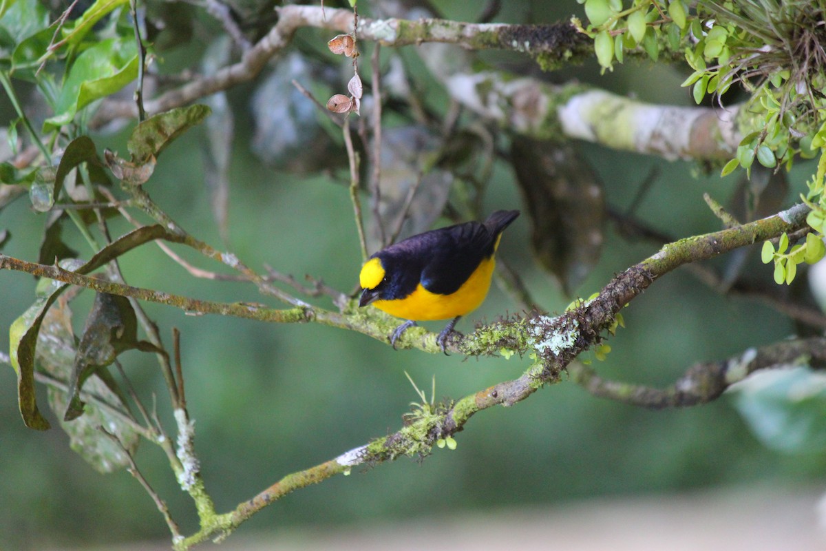 Thick-billed Euphonia - ML620051687