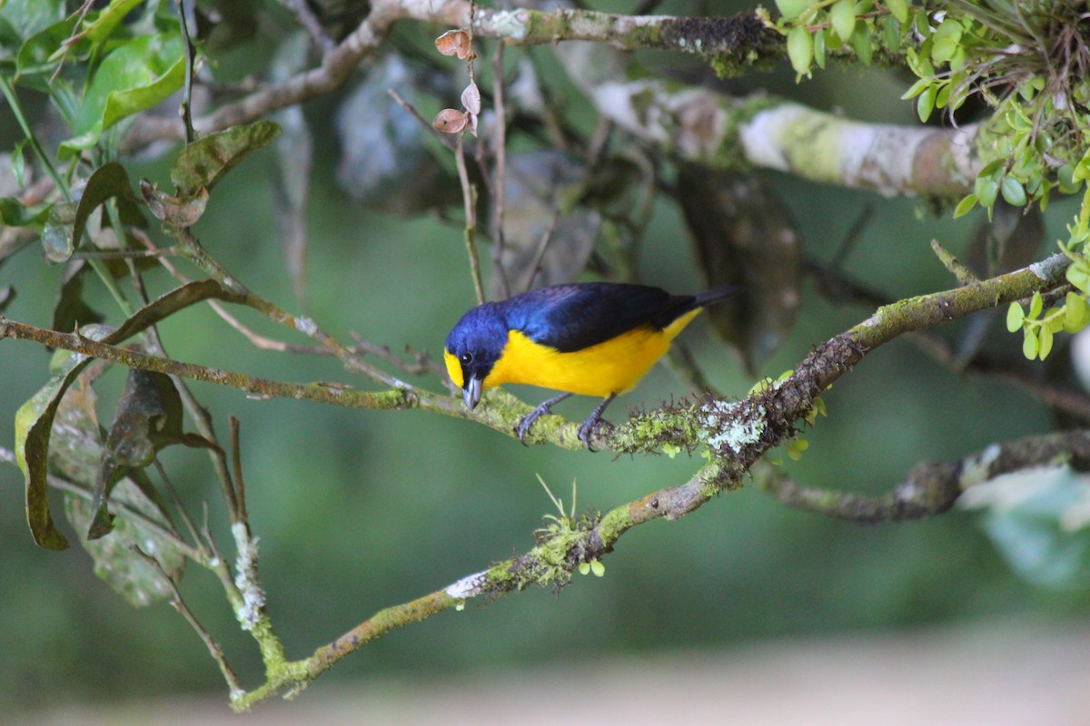 Thick-billed Euphonia - ML620051688