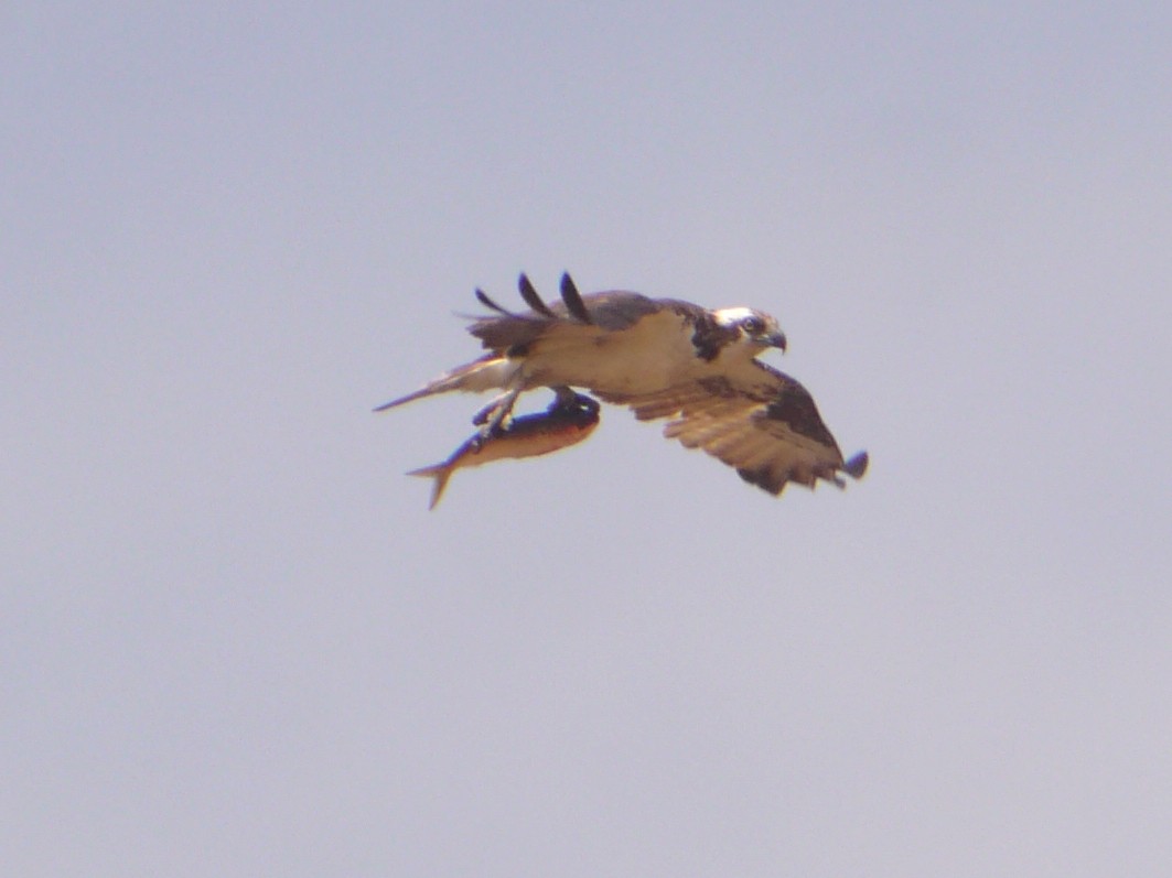 Águila Pescadora - ML620051689