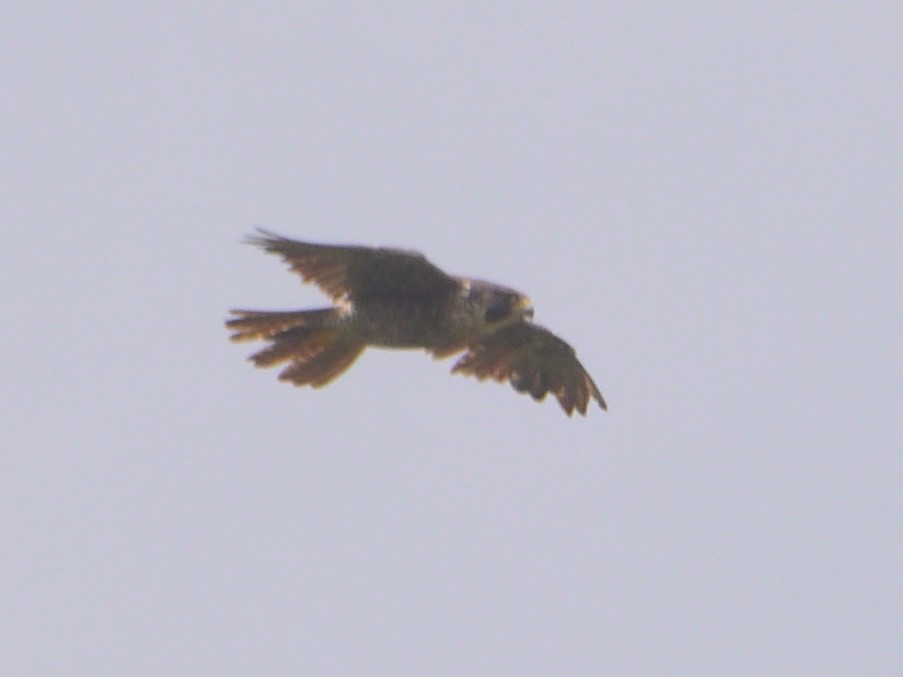 Falco pellegrino - ML620051692