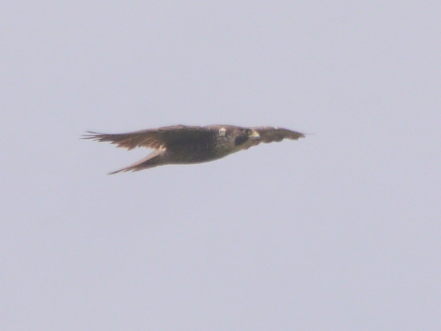 Peregrine Falcon - ML620051696