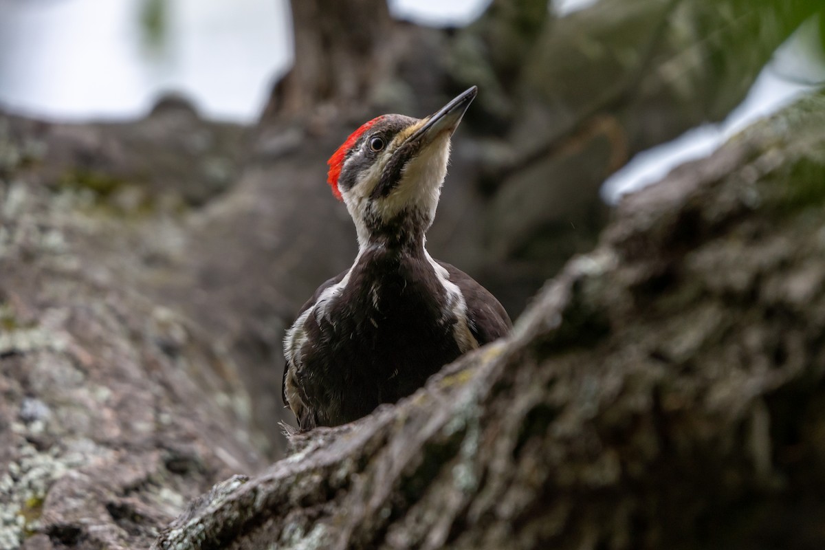 Pileated Woodpecker - ML620051719