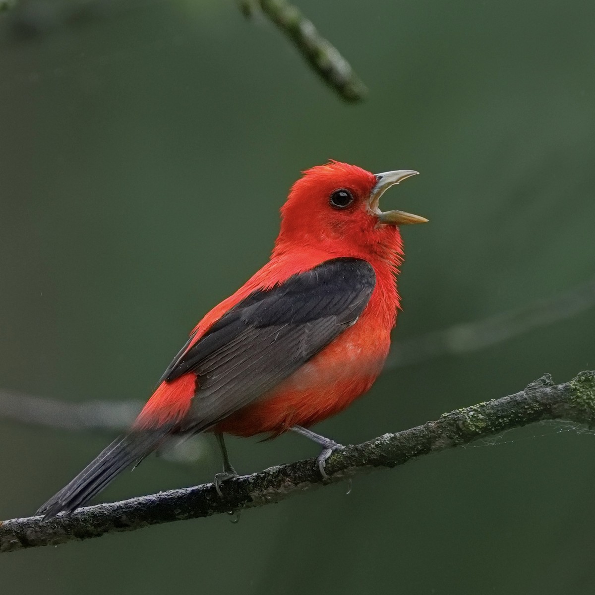 Scarlet Tanager - ML620051723