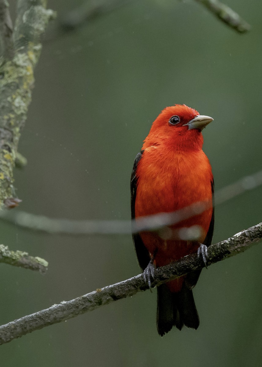 Scarlet Tanager - ML620051732