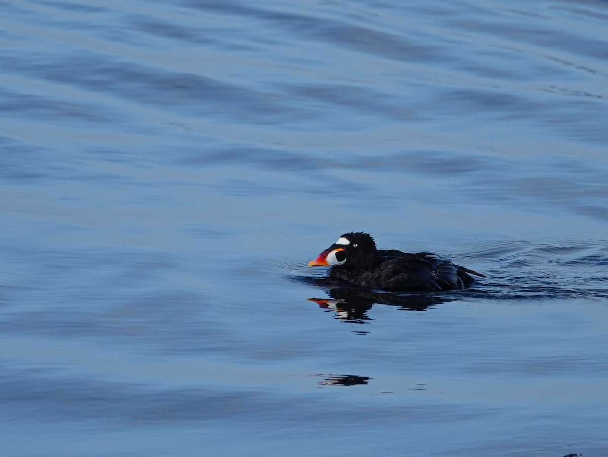 Surf Scoter - ML620051736