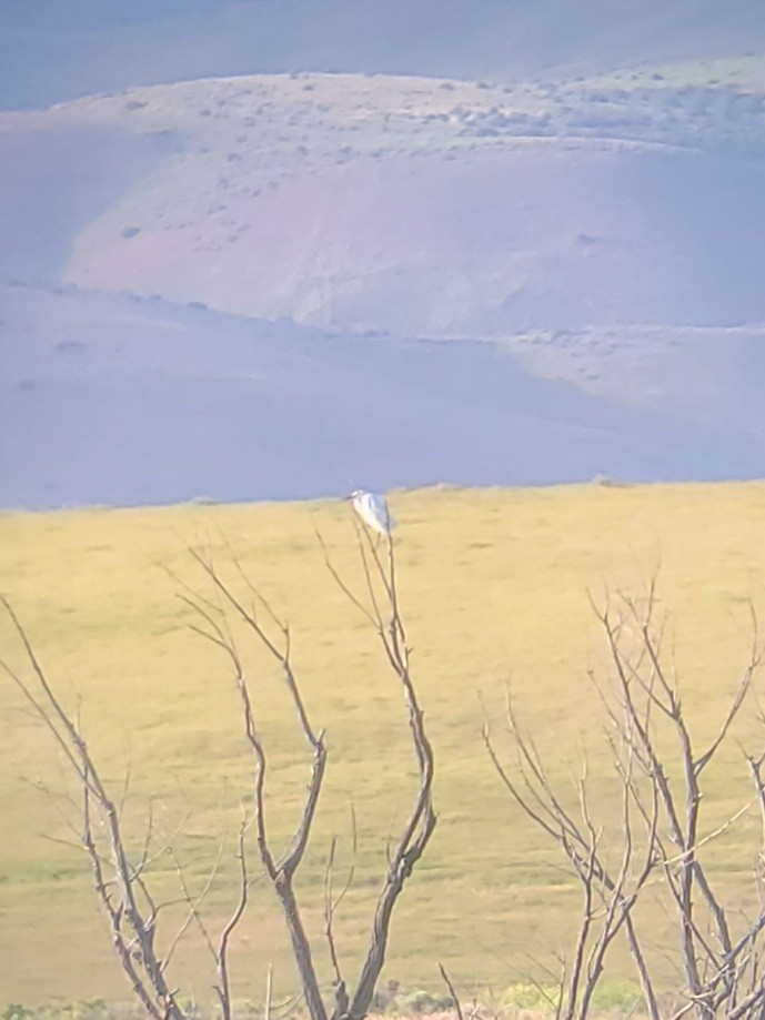 Snowy Egret - ML620051746